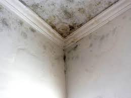 Best Water Damage & Mold Remediation  in Brock Hall, MD